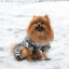 Зимний комбинезон для собак Cody Silver XL-4