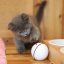 Интерактивная светодиодная игрушка мячик для кошек Super Ball-4