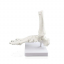 Модель скелета голеностопного сустава человека Bone-6