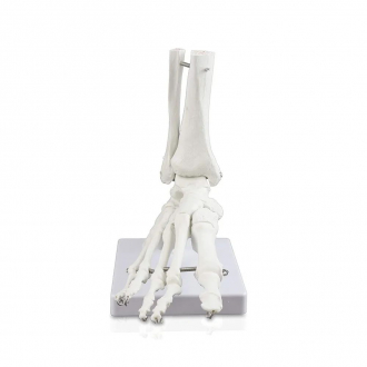 Модель скелета голеностопного сустава человека Bone-5