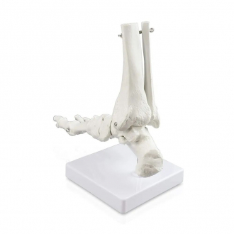 Модель скелета голеностопного сустава человека Bone-4